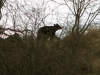 bear-in-den7