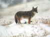 coyote2-a