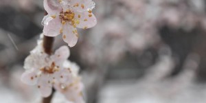 Flowers in the Snow
