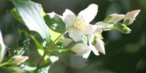 Syringa/State Flower of Idaho