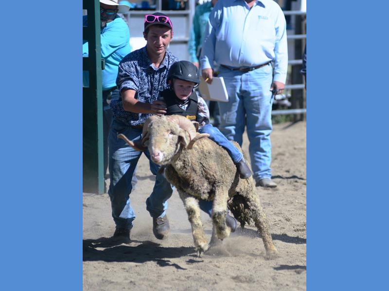 Rodeo 2017 Mutton Bustin